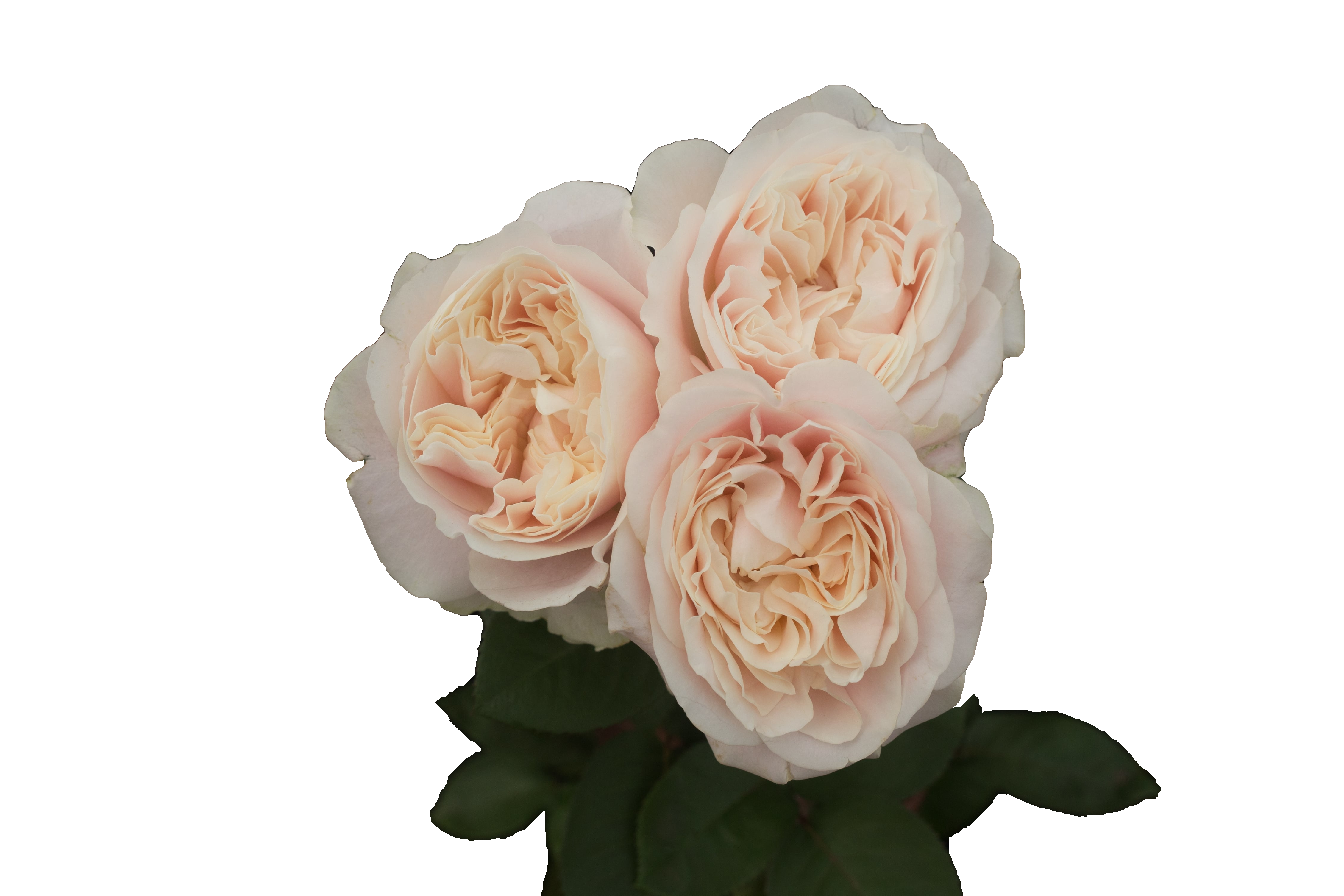 ROSE CHIFFON 50
